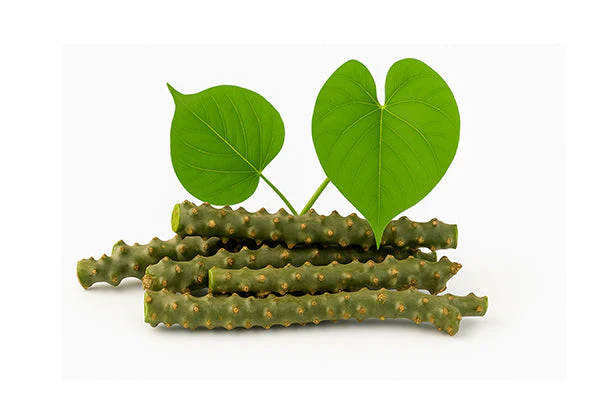 Guduchi (Giloy) Herb used in StudyBoost IQ